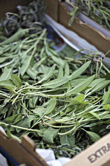 Fresh picked sage — Stock Photo