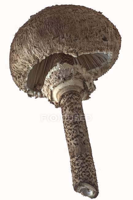 Vista close-up de um cogumelo guarda-sol fresco no fundo branco — Fotografia de Stock