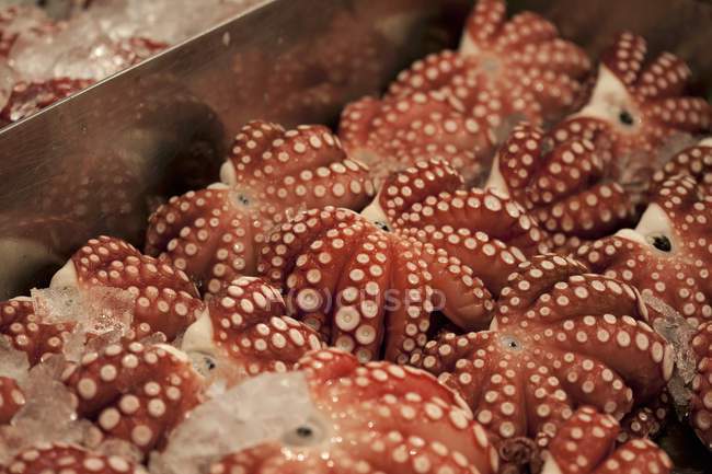 Vista sopraelevata di calamari crudi su ghiaccio in piatto di metallo — Foto stock