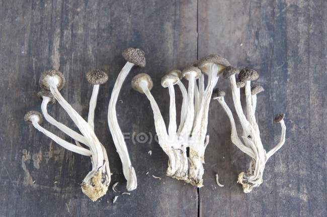 Dried enoki mushrooms — Stock Photo