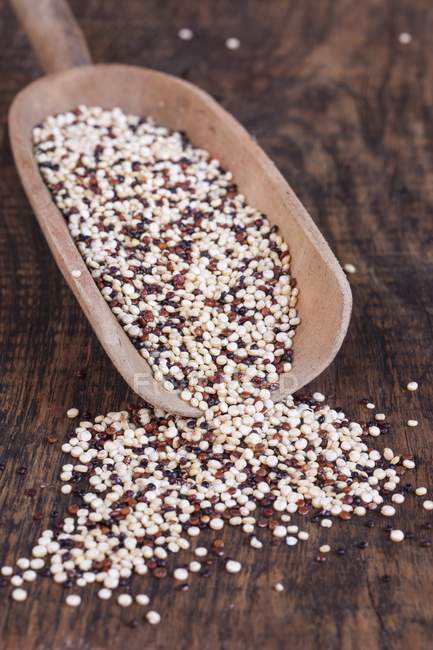 Dreifarbige Quinoa auf Schaufel — Stockfoto