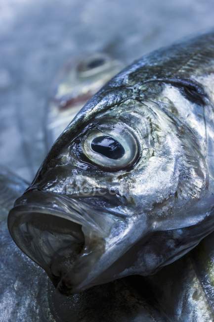 Fresh mackerel head — Stock Photo