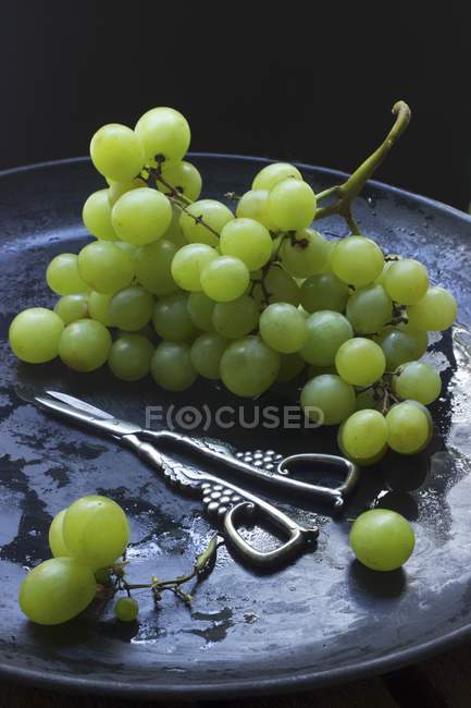 Uvas verdes con tijeras de uva - foto de stock