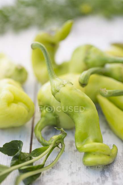 Freshly harvested chilli peppers — Stock Photo