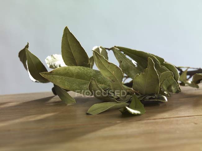 Веточка сушеных лавровых листьев — стоковое фото