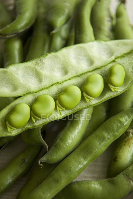 Raw broad beans — Stock Photo
