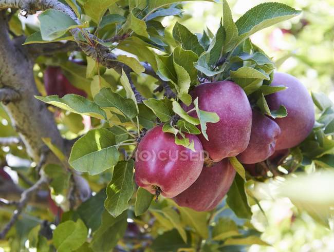 Гала-яблоки на дереве — стоковое фото
