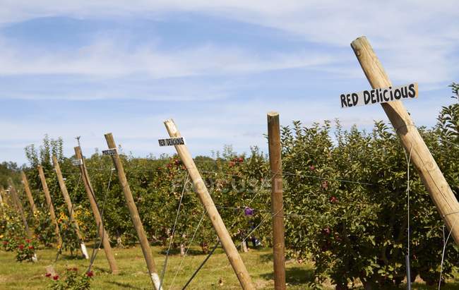 Tagsüber Blick auf rote köstliche Apfelbäume in einem Obstgarten — Stockfoto