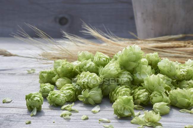 Hop cones and ears of wheat — Stock Photo
