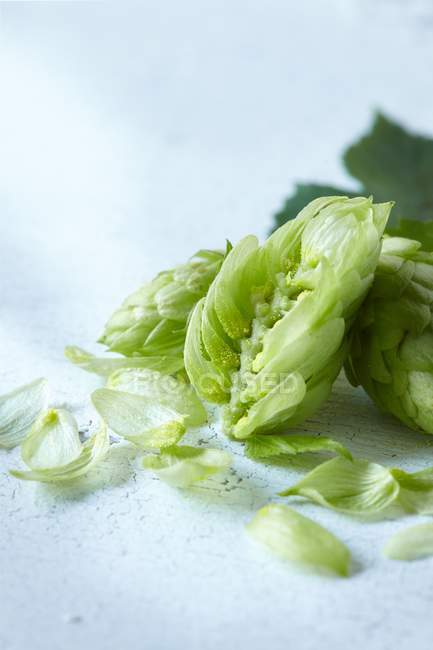 Vista ravvicinata di coni di luppolo verdi con foglie — Foto stock