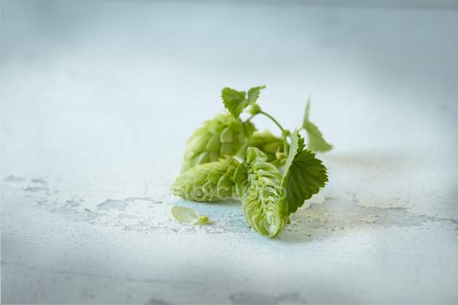 Closeup view of hop cones with leaves on a white surface — Stock Photo