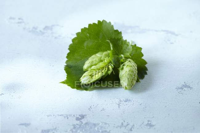 Vista close-up de cones de lúpulo com folhas na superfície branca gasto — Fotografia de Stock