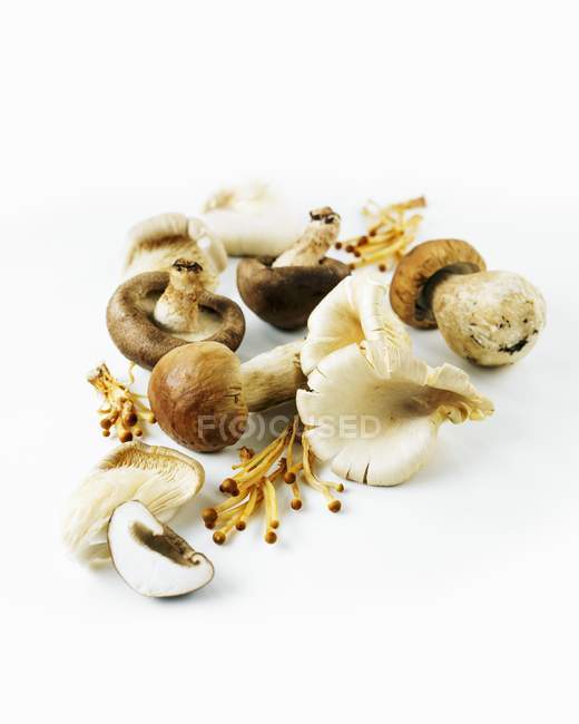 Closeup view of assorted mushrooms on white surface — Stock Photo