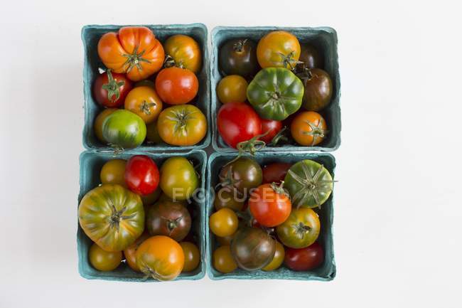 Los tomates en los mosquiteros de cartón - foto de stock