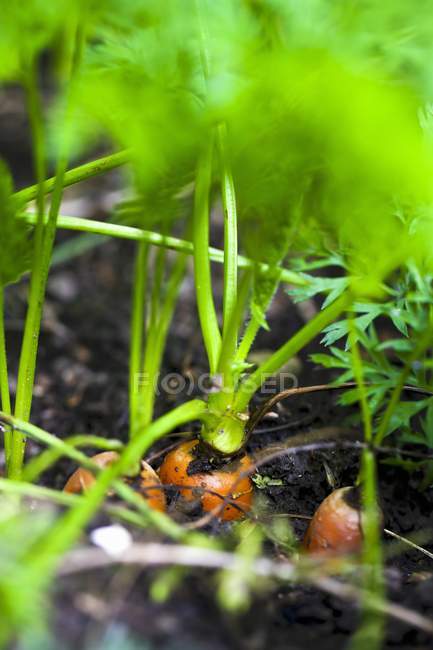 Fresh carrots in patch — Stock Photo
