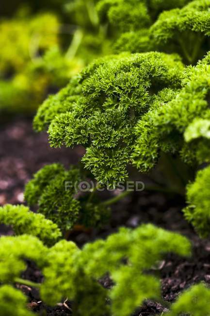 Primo piano vista di piante di prezzemolo verde fresco — Foto stock