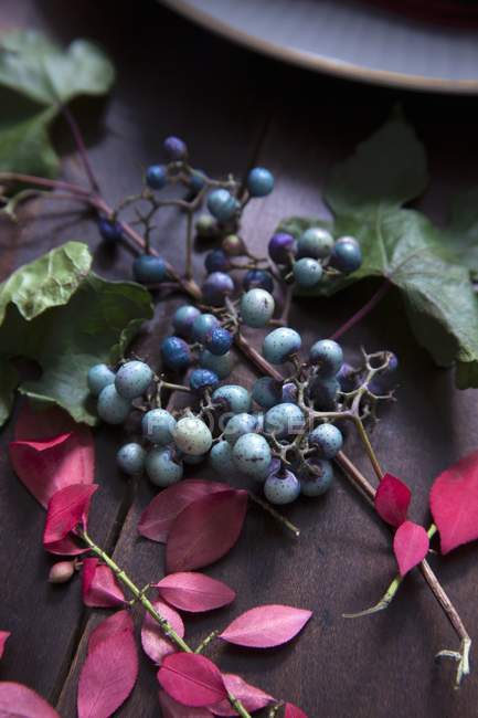 Вид крупным планом на бирюзовые ягоды и осенние листья — стоковое фото
