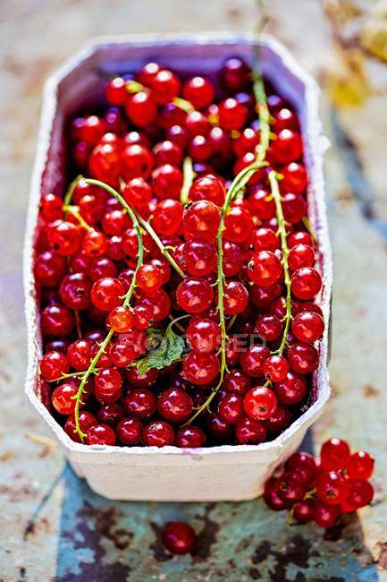 Ribes rosso in cartoncino — Foto stock