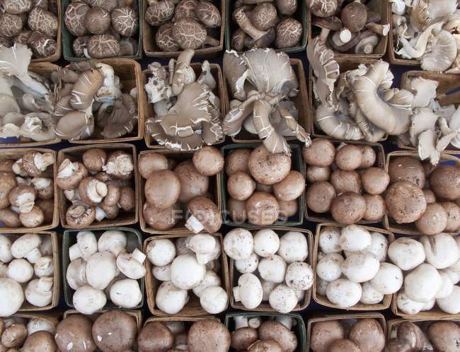 Mushrooms in cardboard punnets — Stock Photo