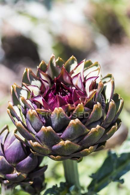 Artichoke growing on plant — Stock Photo