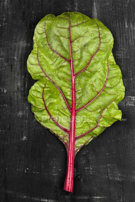 Fresh leaf of rhubarb chard — Stock Photo