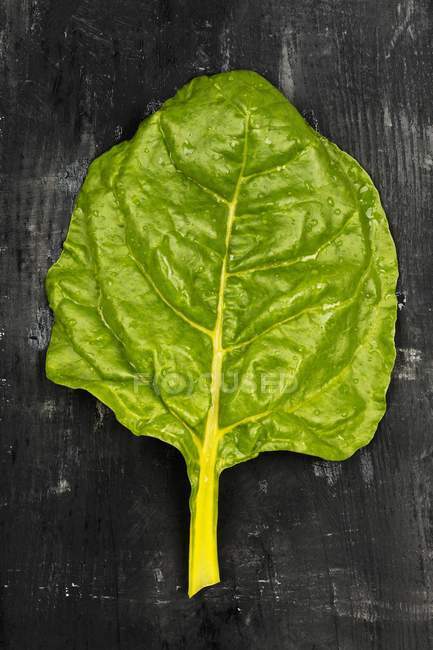 Leaf of White Silver chard — Stock Photo