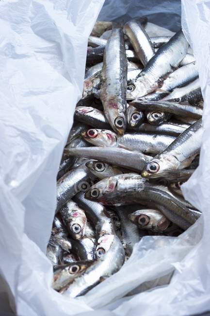 Fresh anchovies in plastic bag — Stock Photo