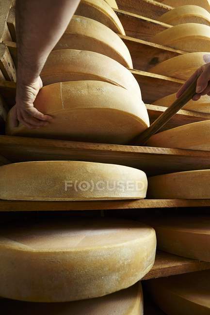 Ripening mountain cheese — Stock Photo