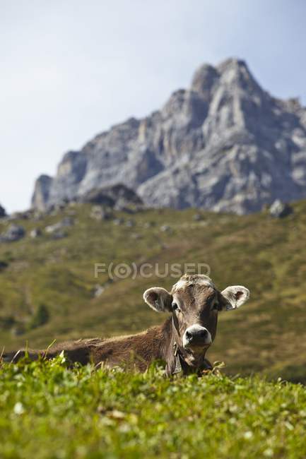 Дневной вид коровы на альпийском лугу в Тироле — стоковое фото