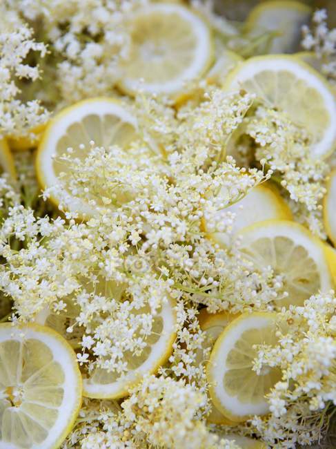 Fiori di sambuco e fette di limone — Foto stock