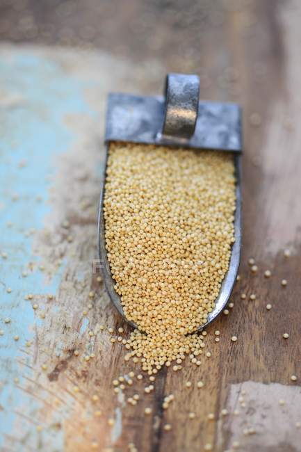 Amaranth on a metal scoop — Stock Photo