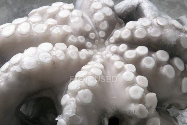 Raw frozen octopus — Stock Photo