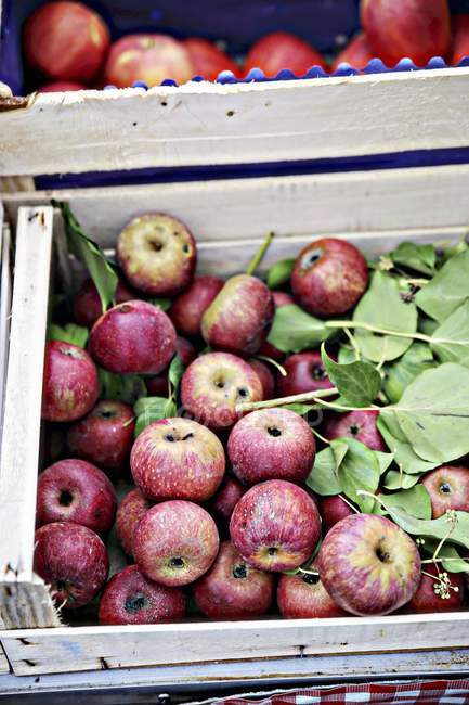 Rohe Äpfel und Blätter — Stockfoto