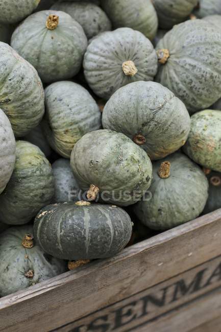 Blue Hokkaido pumpkins — Stock Photo