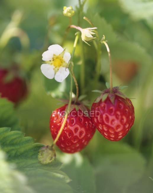 Strawberries growing on plant — Stock Photo