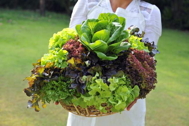 Woman holding basket of lettuce — Stock Photo