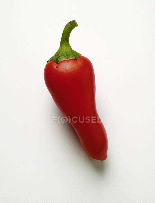 Fresh red Chili pepper — Stock Photo
