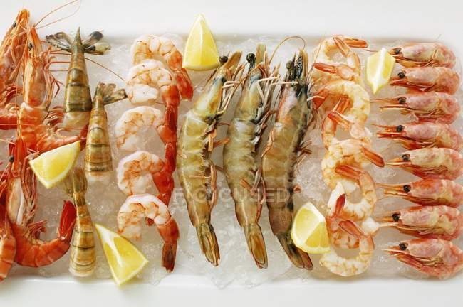 Various types of shrimps — Stock Photo