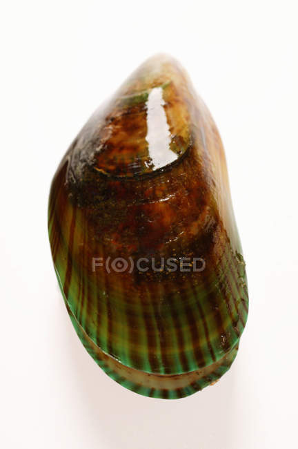 Closeup view of colorful New Zealand mussel on white surface — Stock Photo