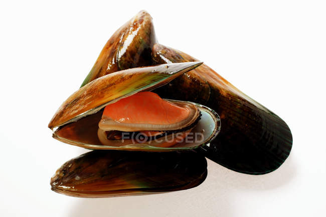 New Zealand mussels — Stock Photo