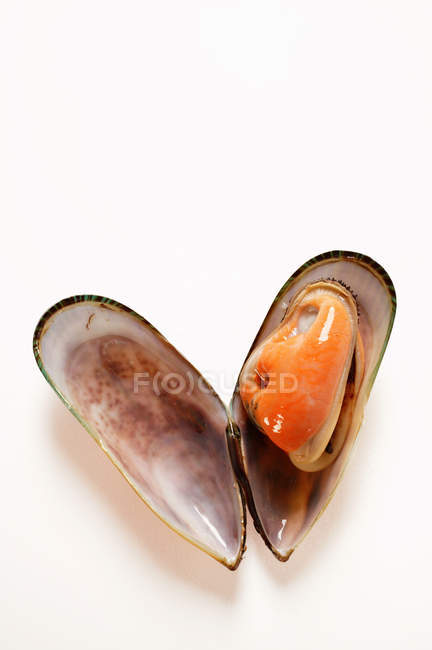 Closeup view of opened New Zealand mussel on white surface — Stock Photo