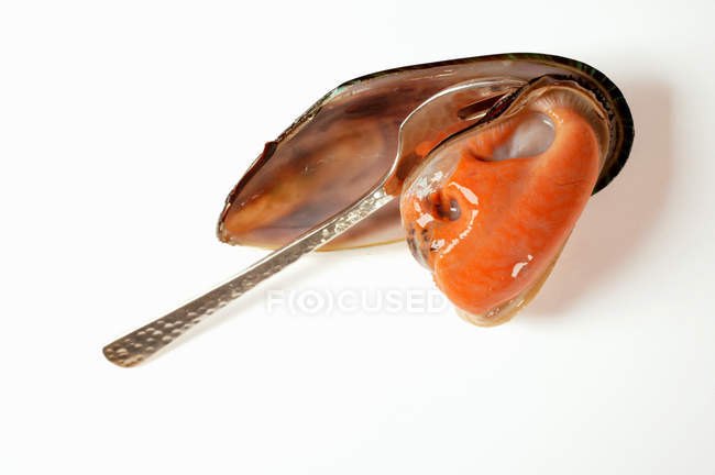 Vista close-up de garfo em uma concha de mexilhão da Nova Zelândia na superfície branca — Fotografia de Stock