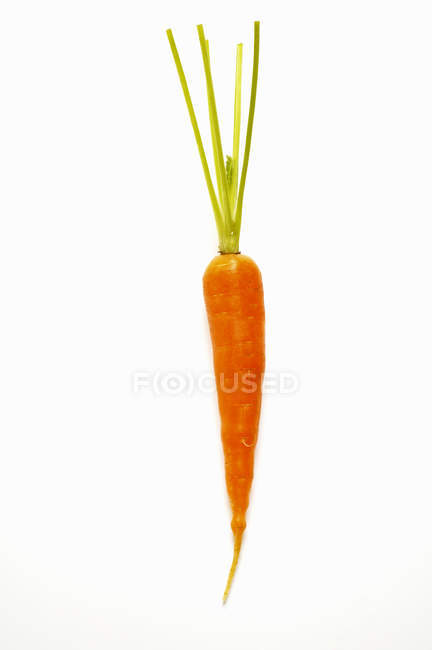 Zanahoria fresca recogida - foto de stock