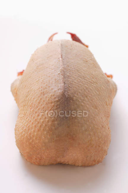 Pato salvaje crudo - foto de stock