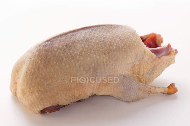 Canard sauvage cru — Photo de stock