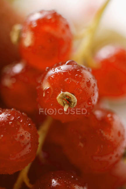 Grosellas rojas con gotas de agua - foto de stock