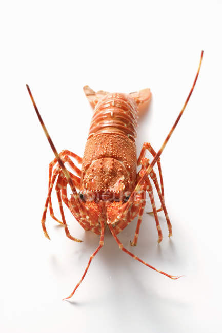 Vista close-up de lagosta espinhosa na superfície branca — Fotografia de Stock