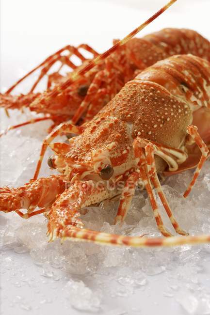 Closeup view of two spiny lobsters on crushed ice — Stock Photo