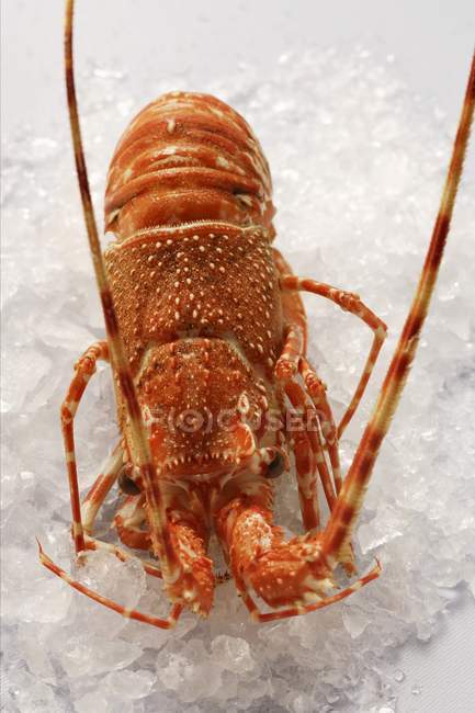 Closeup view of one spiny lobster on crushed ice — Stock Photo