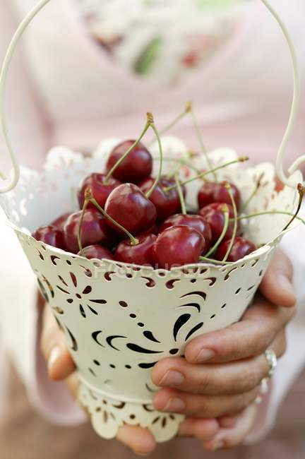 Female Hands holding bucket of cherries — Stock Photo